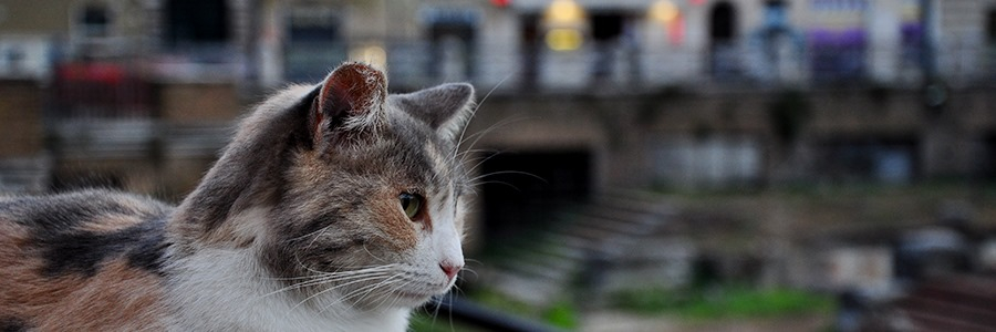 Roma Gattara
